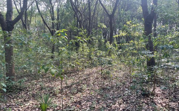 踏查林地定方案 養(yǎng)護(hù)指導(dǎo)促提升——城市人工林固碳增匯效能提升2.jpg 踏查林地定方案 養(yǎng)護(hù)指導(dǎo)促提升——城市人工林固碳增匯效能提升2.jpg