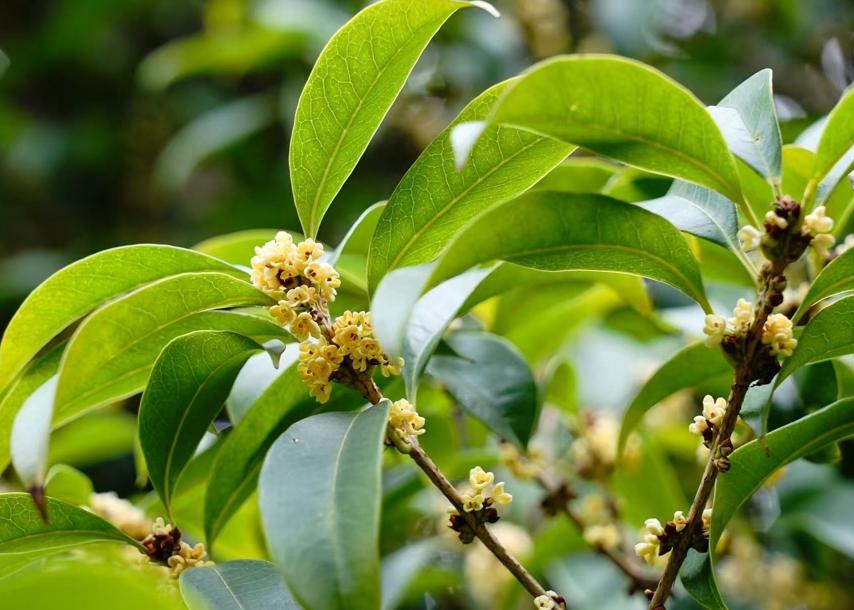 申城桂花終于開了 初花期“史上最晚” 夏荷“超長待機(jī)”仍盛開