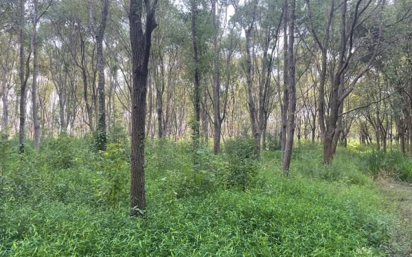 踏查林地定方案 養(yǎng)護(hù)指導(dǎo)促提升——城市人工林固碳增匯效能提升1.jpg 踏查林地定方案 養(yǎng)護(hù)指導(dǎo)促提升——城市人工林固碳增匯效能提升1.jpg