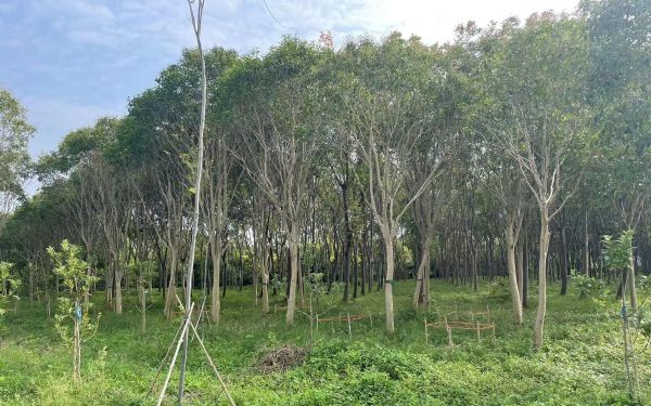 踏查林地定方案 養(yǎng)護(hù)指導(dǎo)促提升——城市人工林固碳增匯效能提升3.jpg 踏查林地定方案 養(yǎng)護(hù)指導(dǎo)促提升——城市人工林固碳增匯效能提升3.jpg